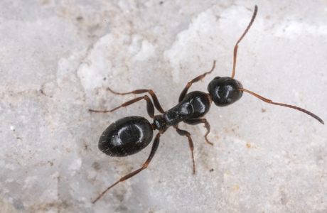 Glänzendschwarze Rossameise (Camponotus piceus) - © Christian Komposch